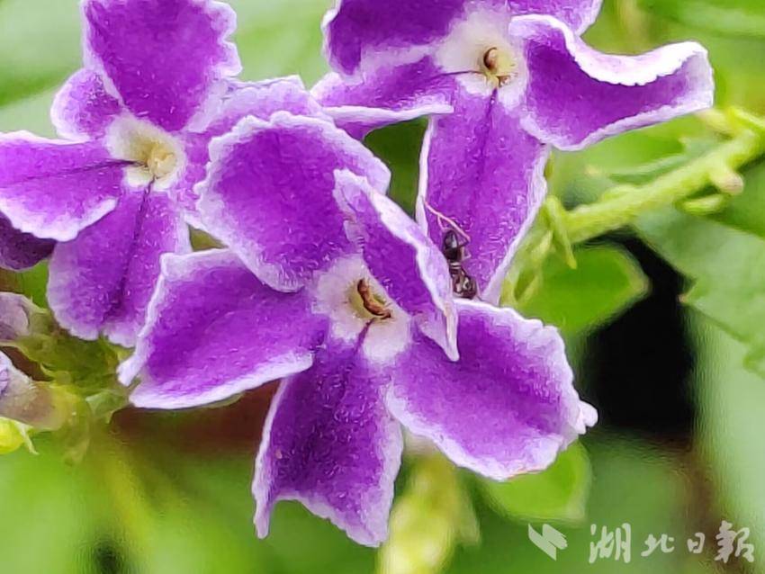 菠菜发布站